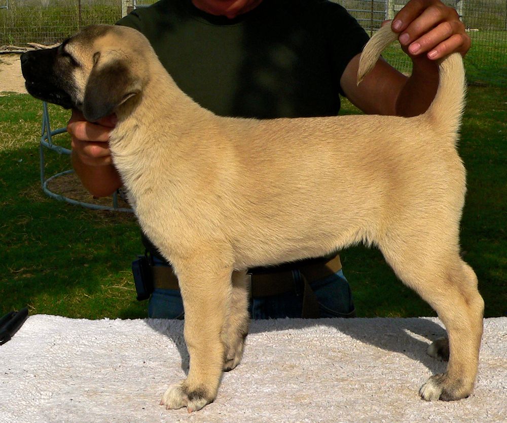 Stella, Jagged Toes, Female Puppy 2, at Eight Weeks on 9/26/2014 from Kibar/Leydi 8/1/2014 litter