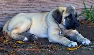 Stella, Jagged Toes, Female Puppy 2, at Nine Weeks on 10/04/2014 from Kibar/Leydi 8/1/2014 litter