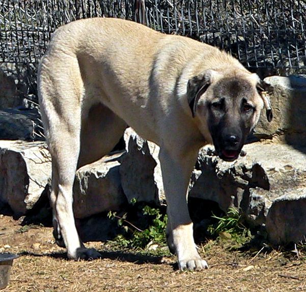 Stella, Jagged Toes, Female Puppy 2, 1/18/2015 at Lucky Hit Ranch from Kibar/Leydi 8/1/2014 litter