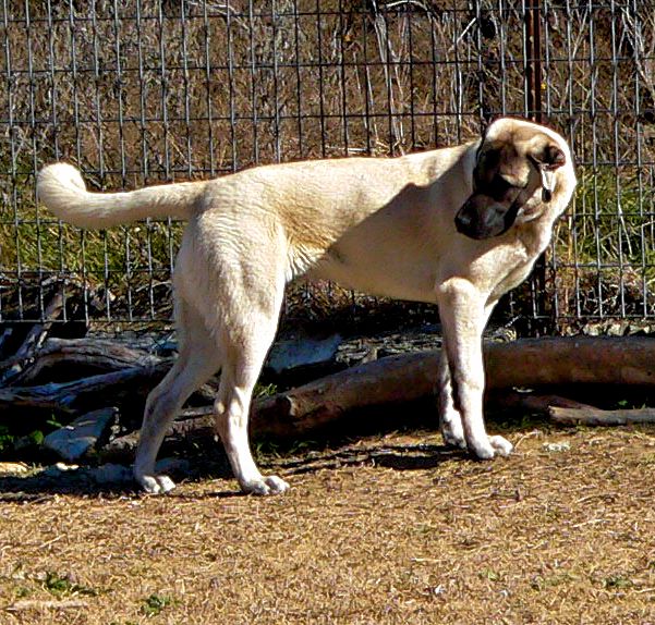 Stella, Jagged Toes, Female Puppy 2, 1/18/2015 at Lucky Hit Ranch from Kibar/Leydi 8/1/2014 litter