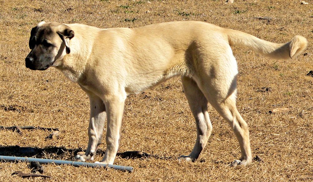 Stella, Jagged Toes, Female Puppy 2, 1/18/2015 at Lucky Hit Ranch from Kibar/Leydi 8/1/2014 litter