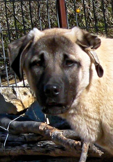 Stella, Jagged Toes, Female Puppy 2, 1/18/2015 at Lucky Hit Ranch from Kibar/Leydi 8/1/2014 litter