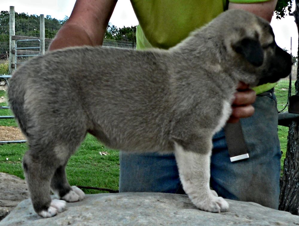 Socks, Female Puppy 3, at Four Weeks on 8/29/2014 from Kibar/Leydi 8/1/2014 litter