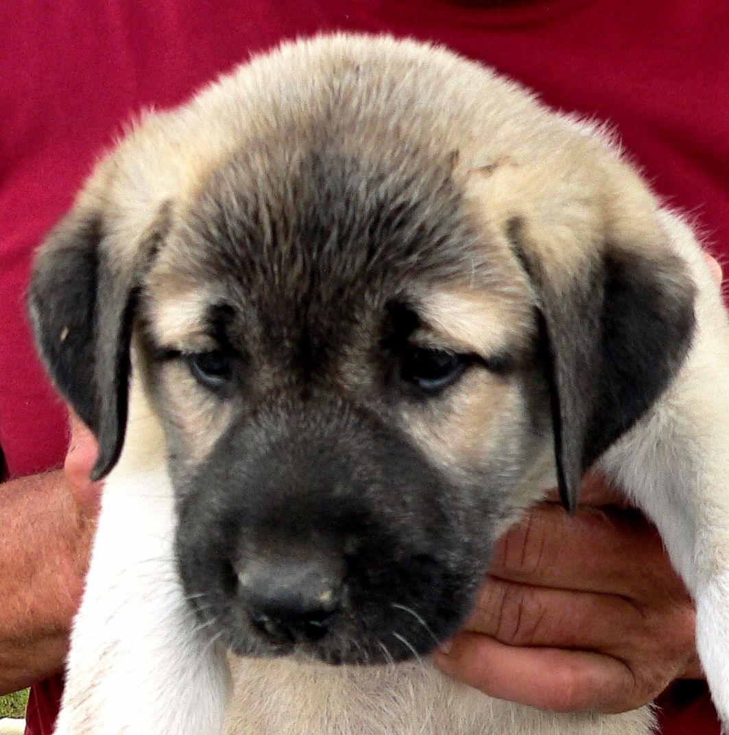 Socks, Female Puppy 3, at Six Weeks on 9/12/2014 from Kibar/Leydi 8/1/2014 litter