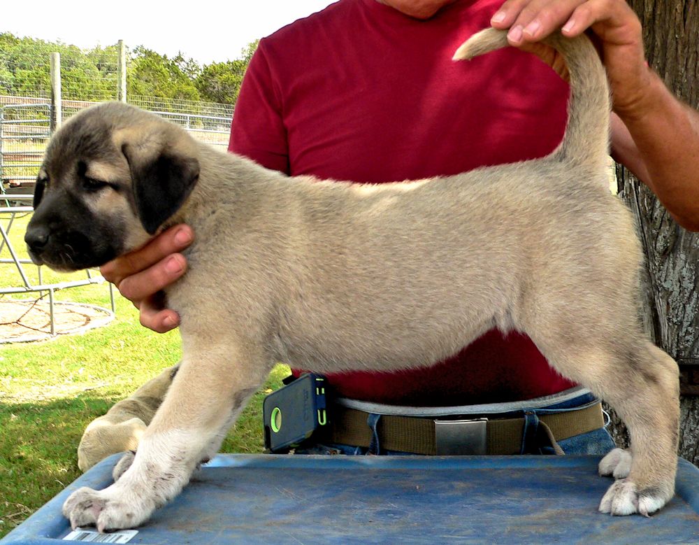 Socks, Female Puppy 3, at Six Weeks on 9/12/2014 from Kibar/Leydi 8/1/2014 litter