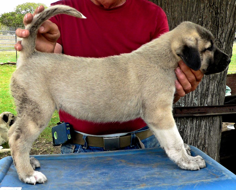 Socks, Female Puppy 3, at Six Weeks on 9/12/2014 from Kibar/Leydi 8/1/2014 litter