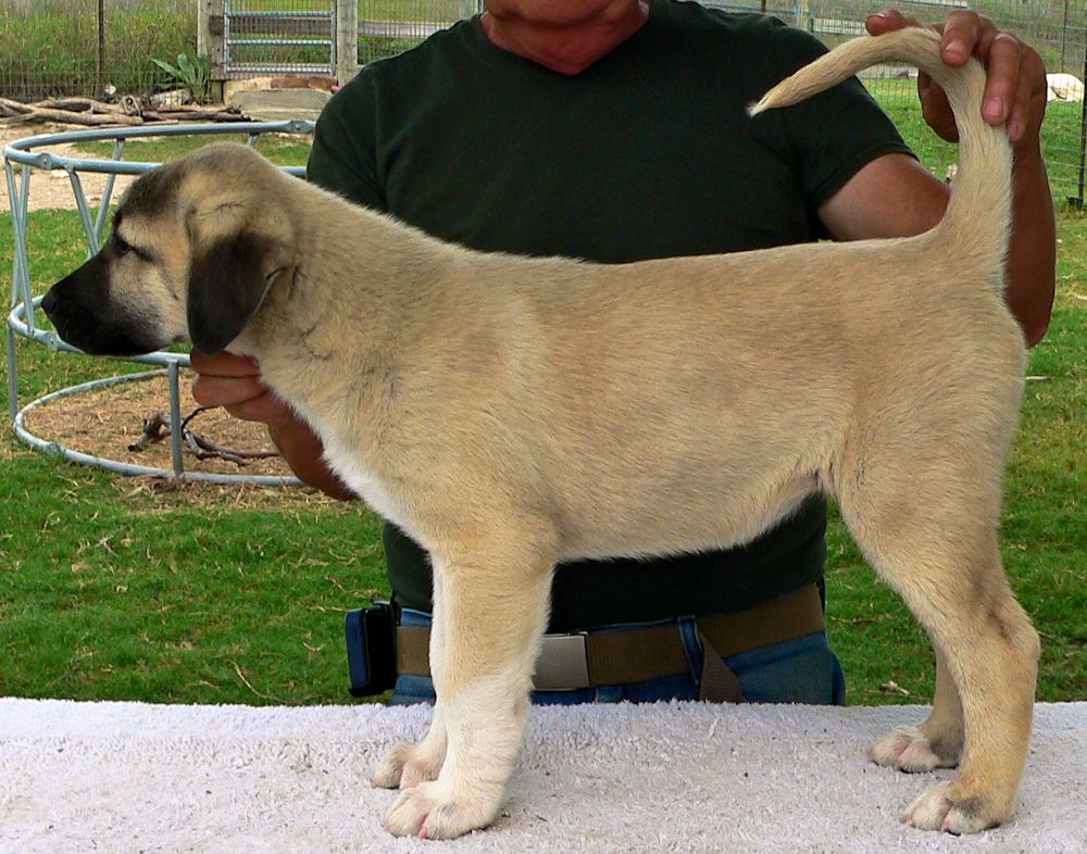 Rivkah, Socks, Female Puppy 3, at Eight Weeks on 9/26/2014 from Kibar/Leydi 8/1/2014 litter