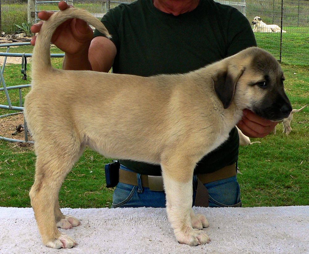 Socks, Female Puppy 3, at Eight Weeks on 9/26/2014 from Kibar/Leydi 8/1/2014 litter