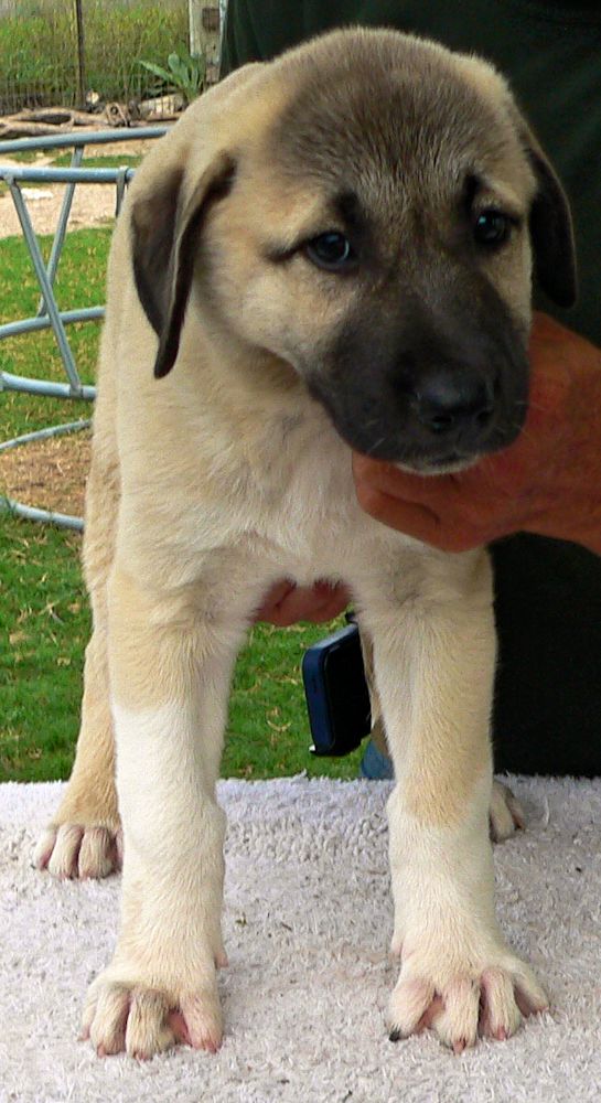 Socks, Female Puppy 3, at Eight Weeks on 9/26/2014 from Kibar/Leydi 8/1/2014 litter