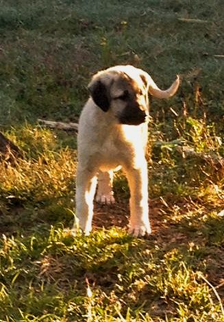 Rivkah, Socks, Female Puppy 3, at Eight Weeks on 9/26/2014 from Kibar/Leydi 8/1/2014 litter