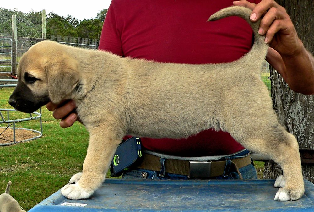 Dot, Female Puppy 4, at Six Weeks on 9/12/2014 from Kibar/Leydi 8/1/2014 litter