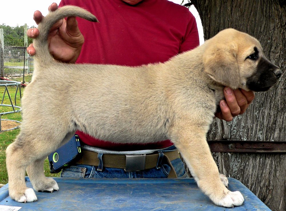 Dot, Female Puppy 4, at Six Weeks on 9/12/2014 from Kibar/Leydi 8/1/2014 litter