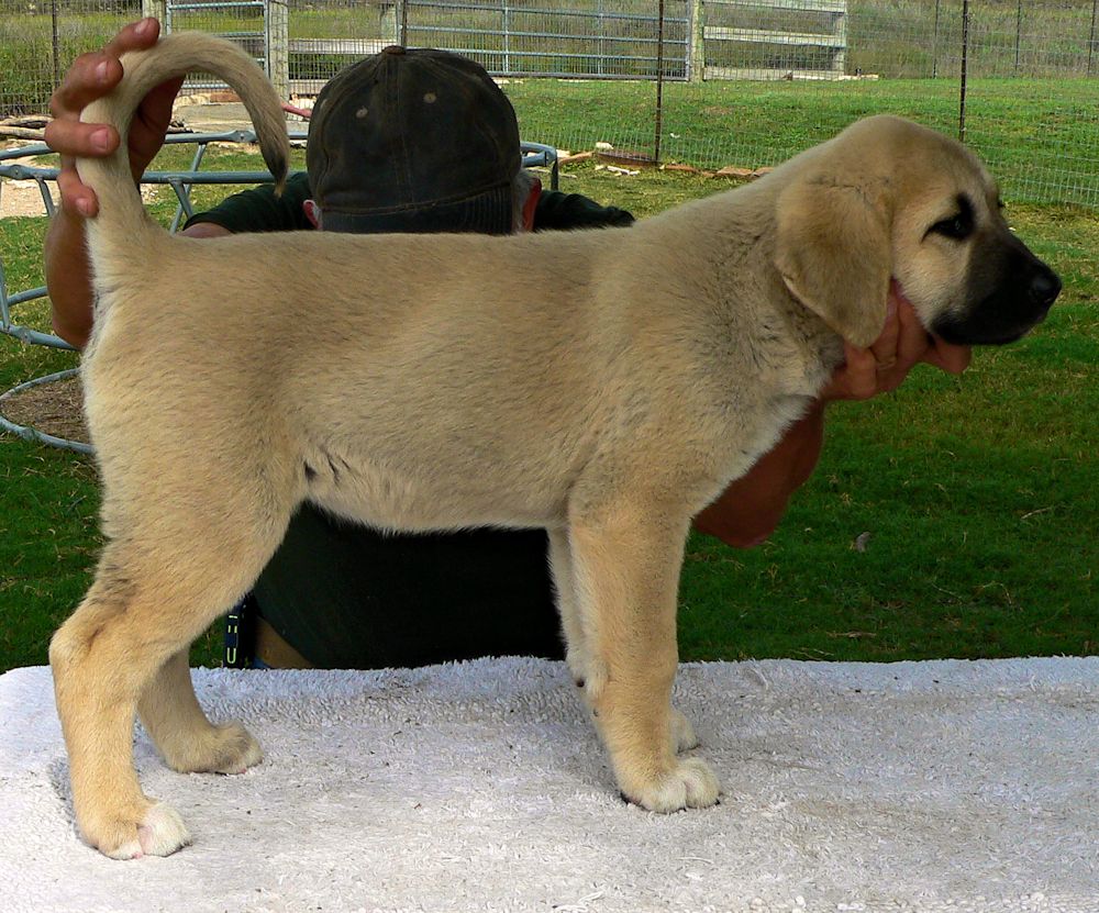 Dot, Female Puppy 4, at Eight Weeks on 9/26/2014 from Kibar/Leydi 8/1/2014 litter