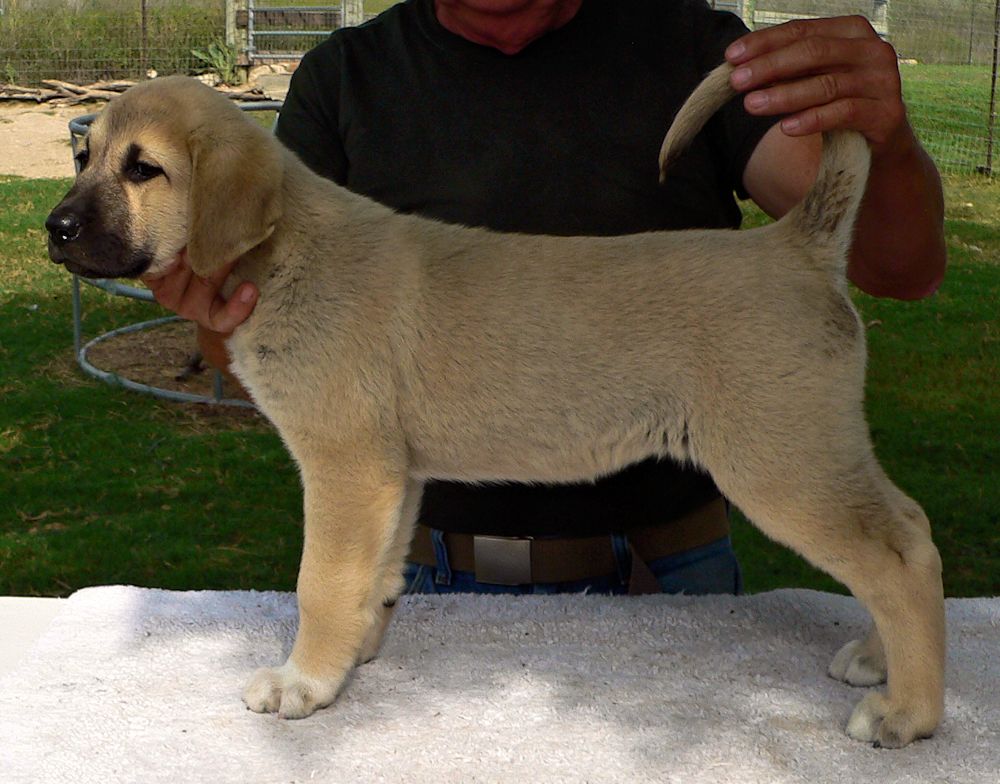 Dot, Female Puppy 4, at Eight Weeks on 9/26/2014 from Kibar/Leydi 8/1/2014 litter