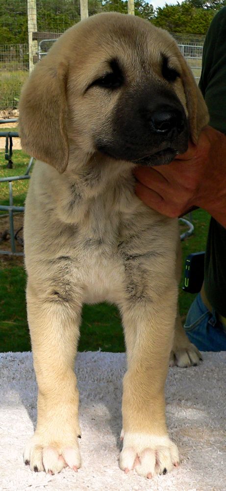 Dot, Female Puppy 4, at Eight Weeks on 9/26/2014 from Kibar/Leydi 8/1/2014 litter