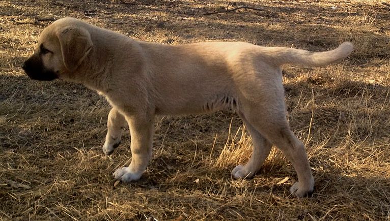 Behiye, Dot, Female Puppy 4, on 10/01/2014 from Kibar/Leydi 8/1/2014 litter