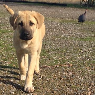 Behiye, Dot, Female Puppy 4, on 11/25/2014 from Kibar/Leydi 8/1/2014 litter