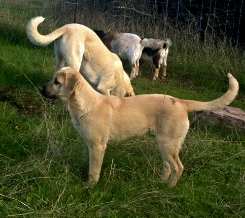 Behiye, Dot, Female Puppy 4, on 12/16/2014 from Kibar/Leydi 8/1/2014 litter