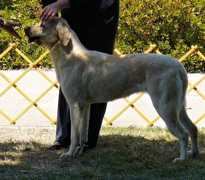 Behiye, Female Puppy 4, in May, 2015, from Kibar/Leydi 8/1/2014 litter