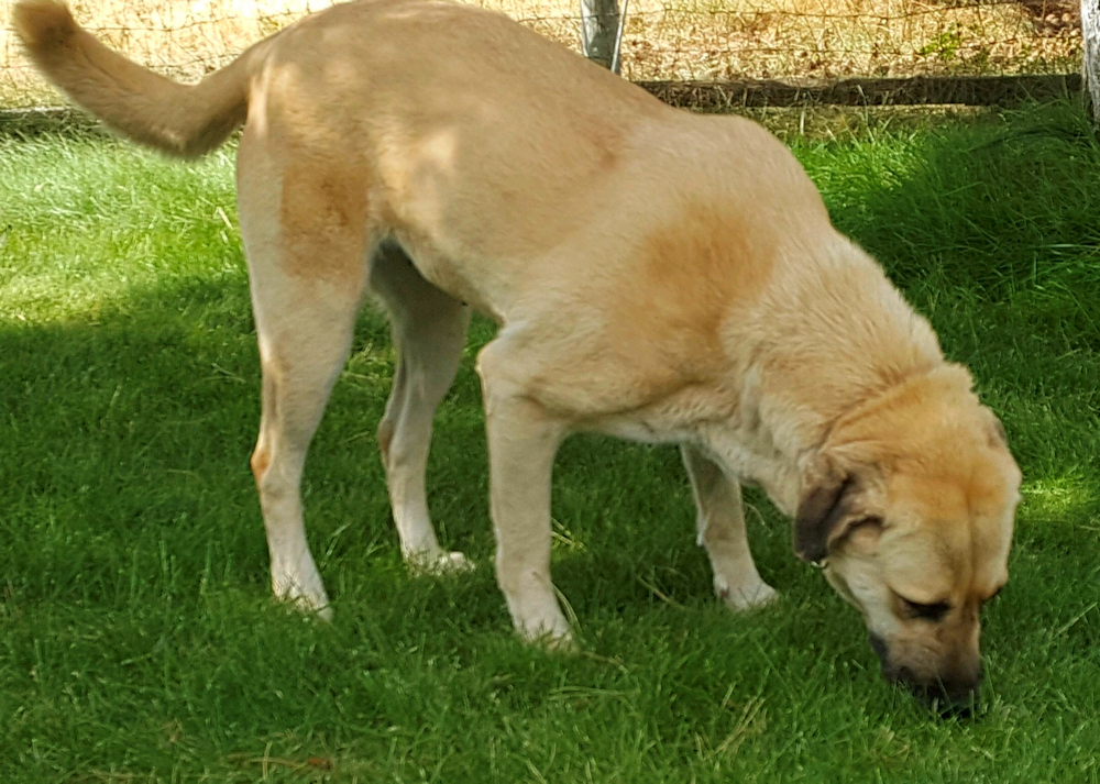 Behiye, Female Puppy 4, in Idaho on September 9, 2019, from Kibar/Leydi 8/1/2014 litter