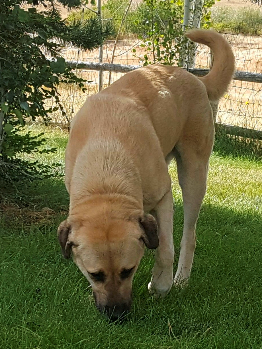 Behiye, Female Puppy 4, in Idaho on September 9, 2019, from Kibar/Leydi 8/1/2014 litter