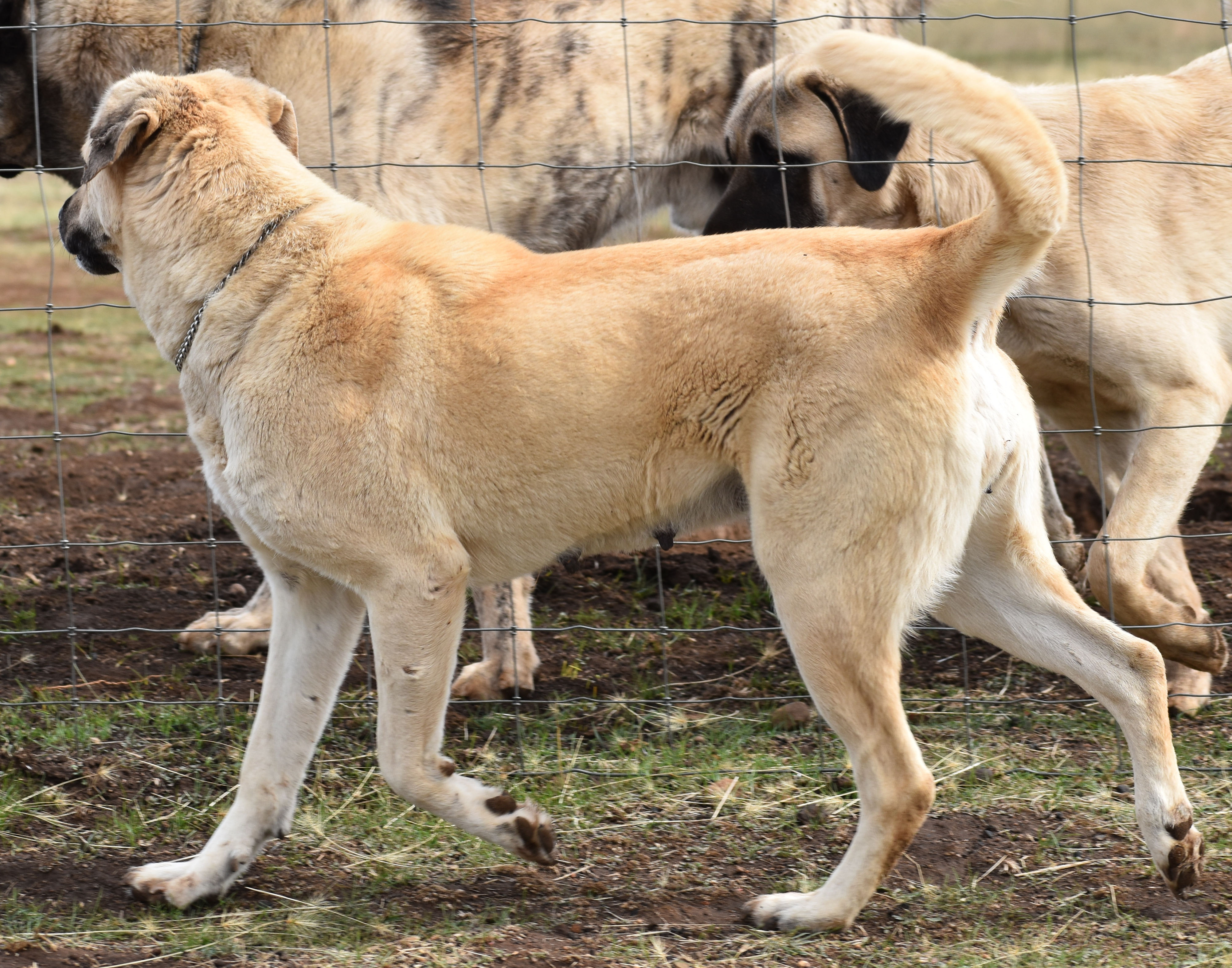 Lucky Hit Leydi Behiye when five on October 4, 2019, in Idaho three weeks prior to having pups by Champion Birinci's Yahsi 