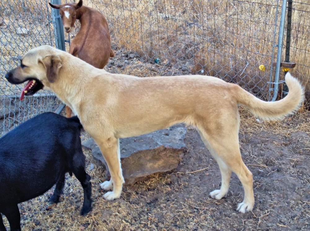 Behiye, Female Puppy 4, from Kibar/Leydi 8/1/2014 litter