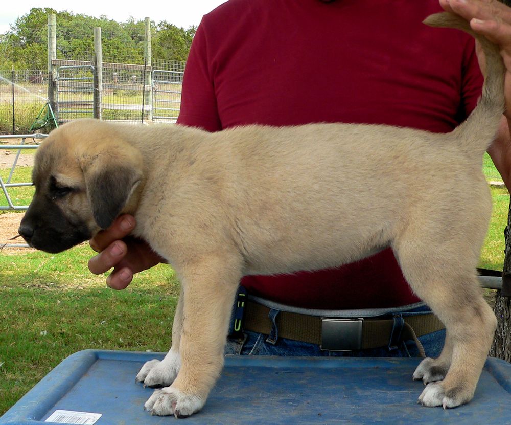 Chesty, Female Puppy 5, at Six Weeks on 9/12/2014 from Kibar/Leydi 8/1/2014 litter