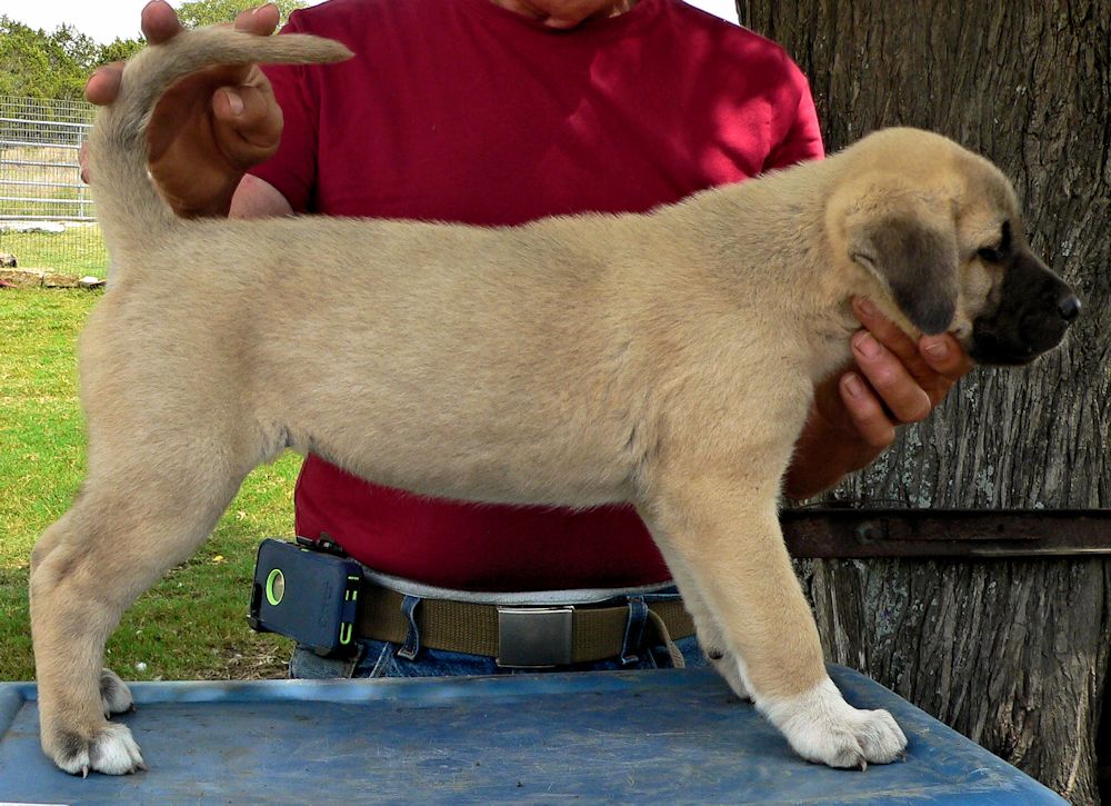 Chesty, Female Puppy 5, at Six Weeks on 9/12/2014 from Kibar/Leydi 8/1/2014 litter