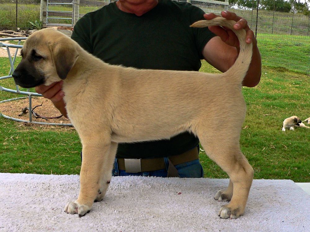 Zara, Female Puppy 5, at Eight Weeks on 9/26/2014 from Kibar/Leydi 8/1/2014 litter