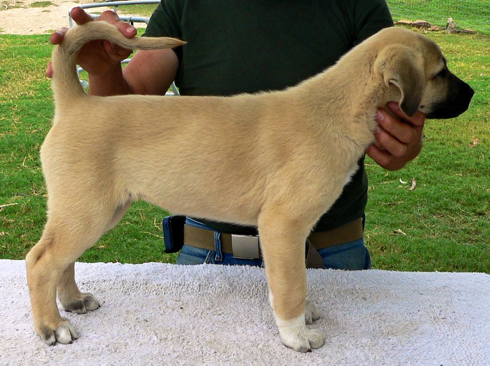 Zara, Female Puppy 5, at Eight Weeks on 9/26/2014 from Kibar/Leydi 8/1/2014 litter