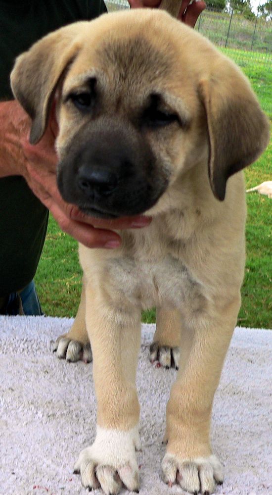 Zara, Female Puppy 5, at Eight Weeks on 9/26/2014 from Kibar/Leydi 8/1/2014 litter