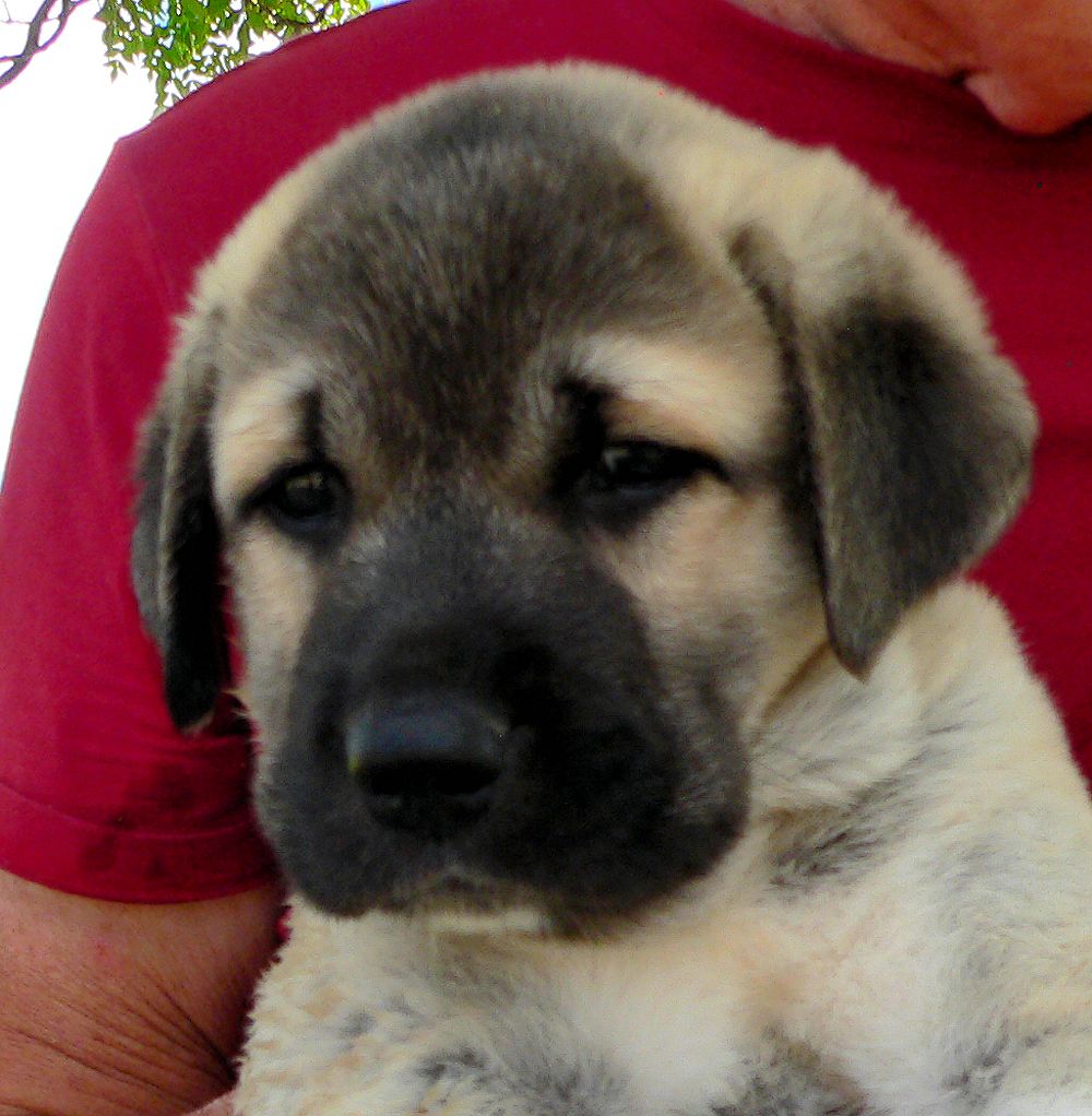 ATTICUS, Vigorous Socks, Male Puppy 1, at Six Weeks on 9/12/2014 from Kibar/Leydi 8/1/2014 litter