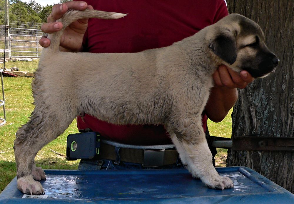 ATTICUS, Vigorous Socks, Male Puppy 1, at Six Weeks on 9/12/2014 from Kibar/Leydi 8/1/2014 litter