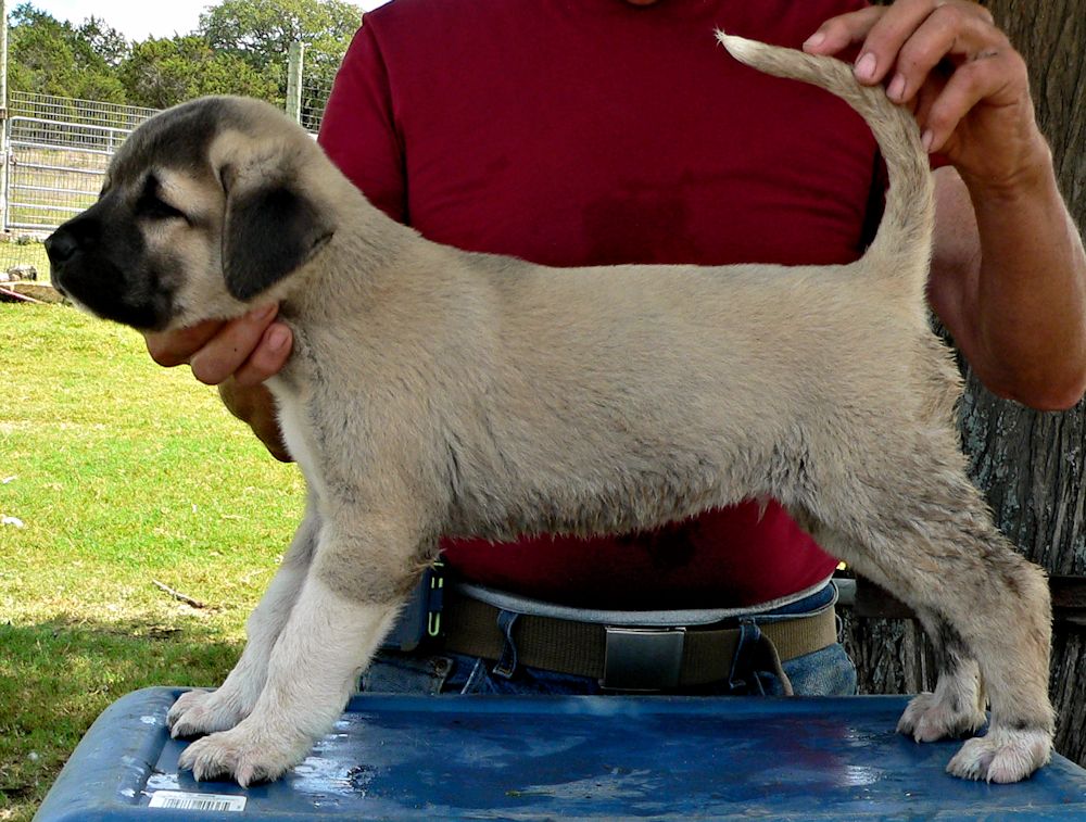 ATTICUS, Vigorous Socks, Male Puppy 1, at Six Weeks on 9/12/2014 from Kibar/Leydi 8/1/2014 litter