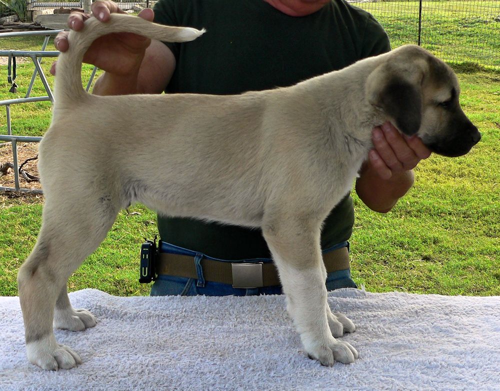 ATTICUS Vigorous Socks, Male Puppy 1, at Eight Weeks on 9/26/2014 from Kibar/Leydi 8/1/2014 litter