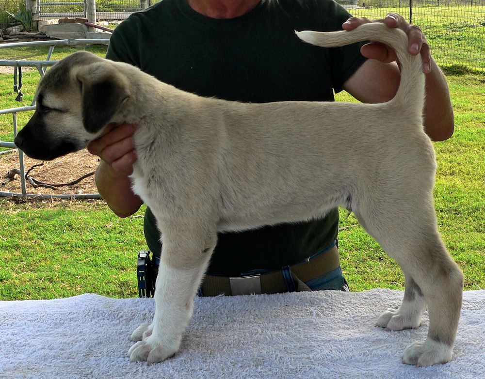 ATTICUS, Vigorous Socks, Male Puppy 1, at Eight Weeks on 9/26/2014 from Kibar/Leydi 8/1/2014 litter