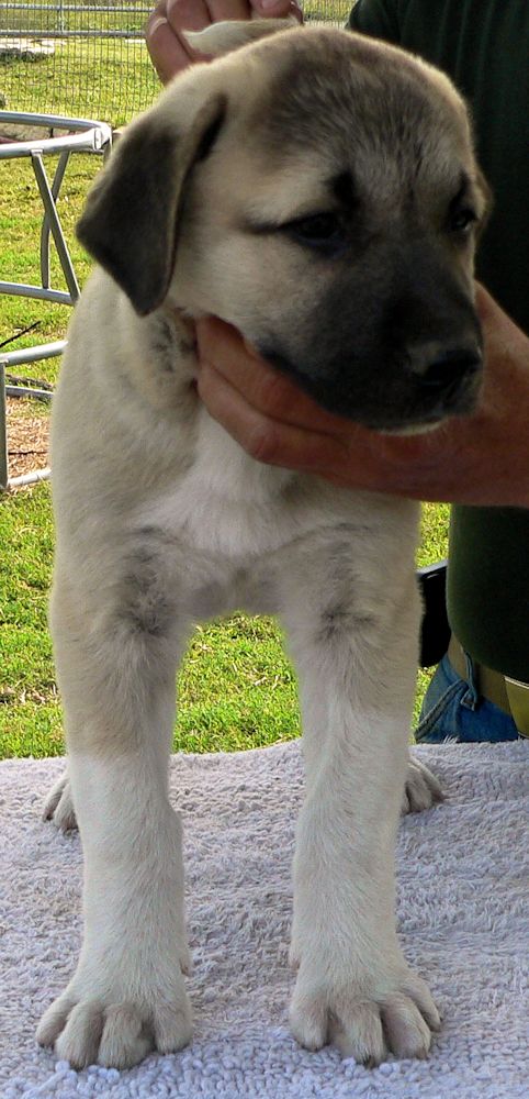 ATTICUS, Vigorous Socks, Male Puppy 1, at Eight Weeks on 9/26/2014 from Kibar/Leydi 8/1/2014 litter