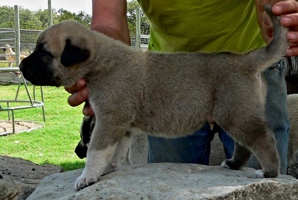 Bakim, Triangle Socks, Male Puppy 2, at Four Weeks on 8/29/2014 from Kibar/Leydi 8/1/2014 litter