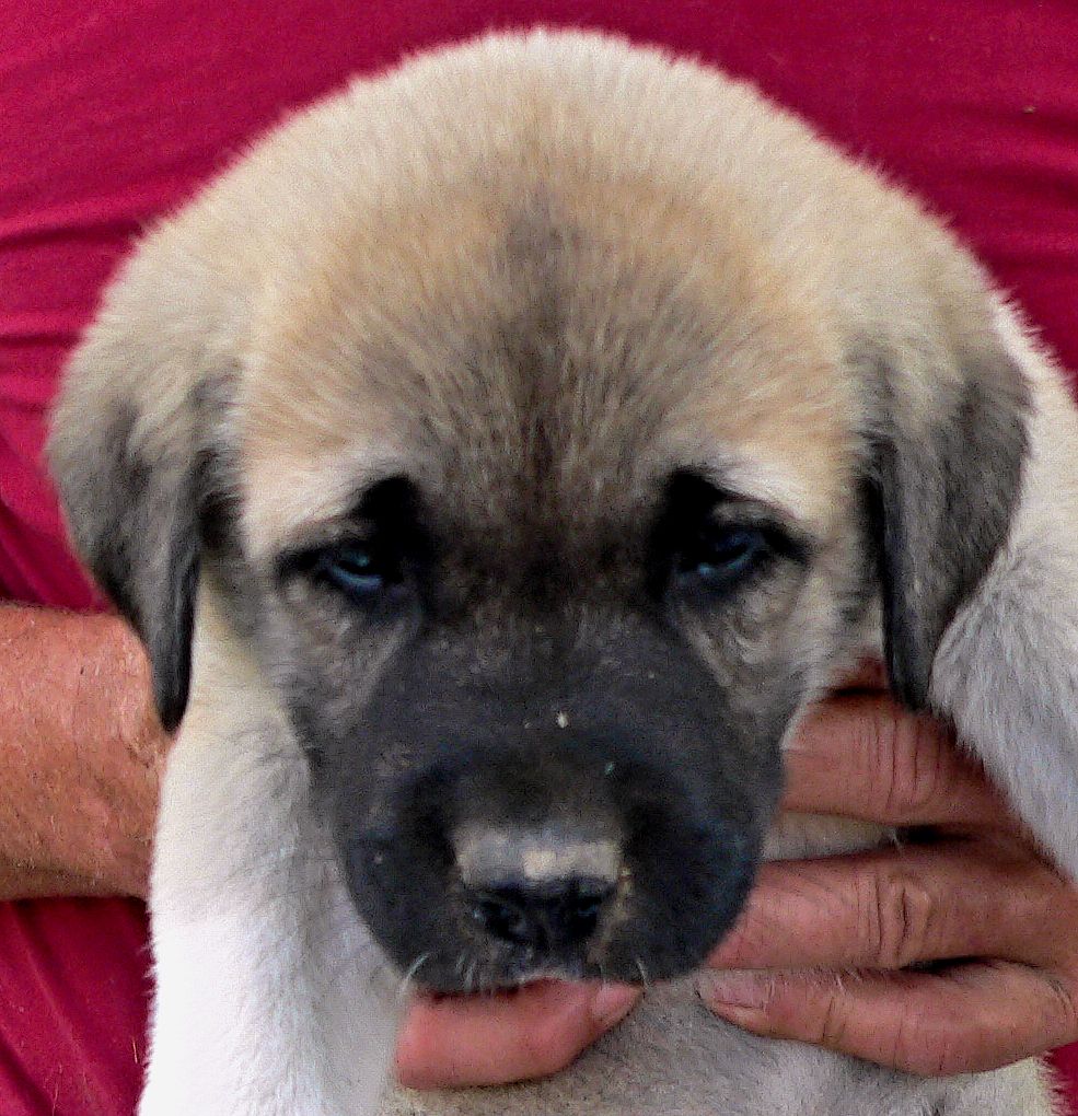 Bakim, Triangle Socks, Male Puppy 2, at Six Weeks on 9/12/2014 from Kibar/Leydi 8/1/2014 litter