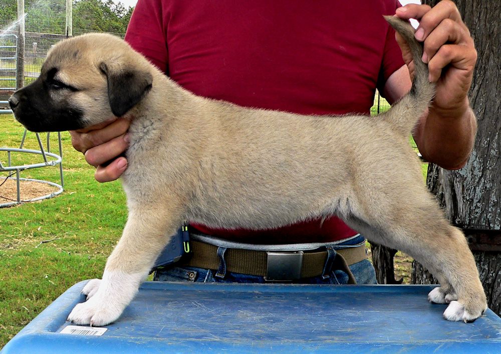 Bakim, Triangle Socks, Male Puppy 2, at Six Weeks on 9/12/2014 from Kibar/Leydi 8/1/2014 litter