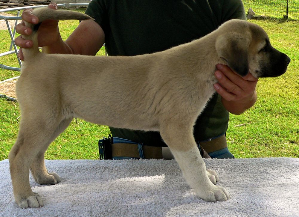 Bakim, Triangle Socks, Male Puppy 2, at Eight Weeks on 9/26/2014 from Kibar/Leydi 8/1/2014 litter