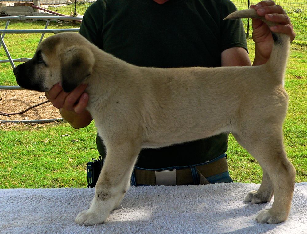 Bakim, Triangle Socks, Male Puppy 2, at Eight Weeks on 9/26/2014 from Kibar/Leydi 8/1/2014 litter