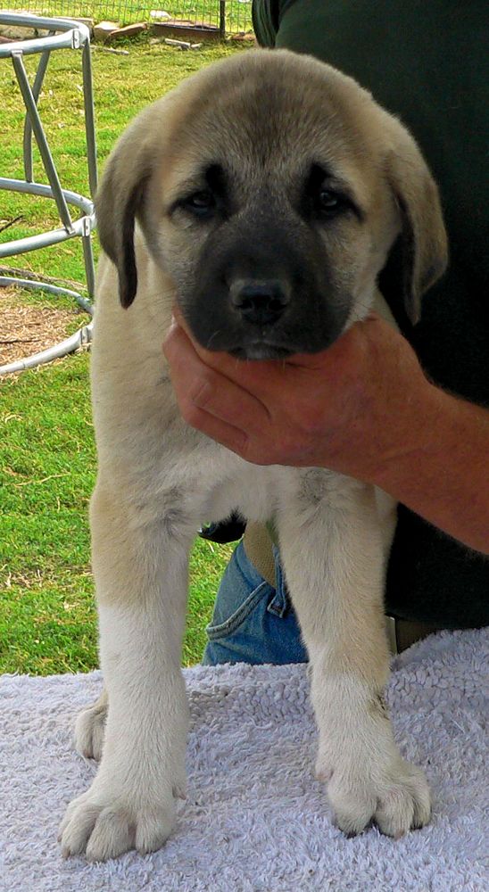 Bakim, Triangle Socks, Male Puppy 2, at Eight Weeks on 9/26/2014 from Kibar/Leydi 8/1/2014 litter