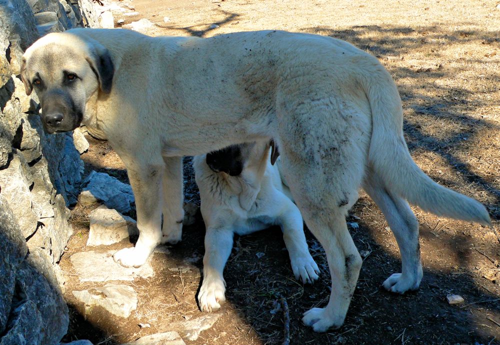 Bakim, Triangle Socks, Male Puppy 2, on 1/18/2015 Lucky Hit Ranch from Kibar/Leydi 8/1/2014 litter