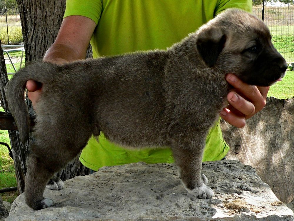 KAPTAN, Big Boy, Male Puppy 3, at Four Weeks on 8/29/2014 from Kibar/Leydi 8/1/2014 litter