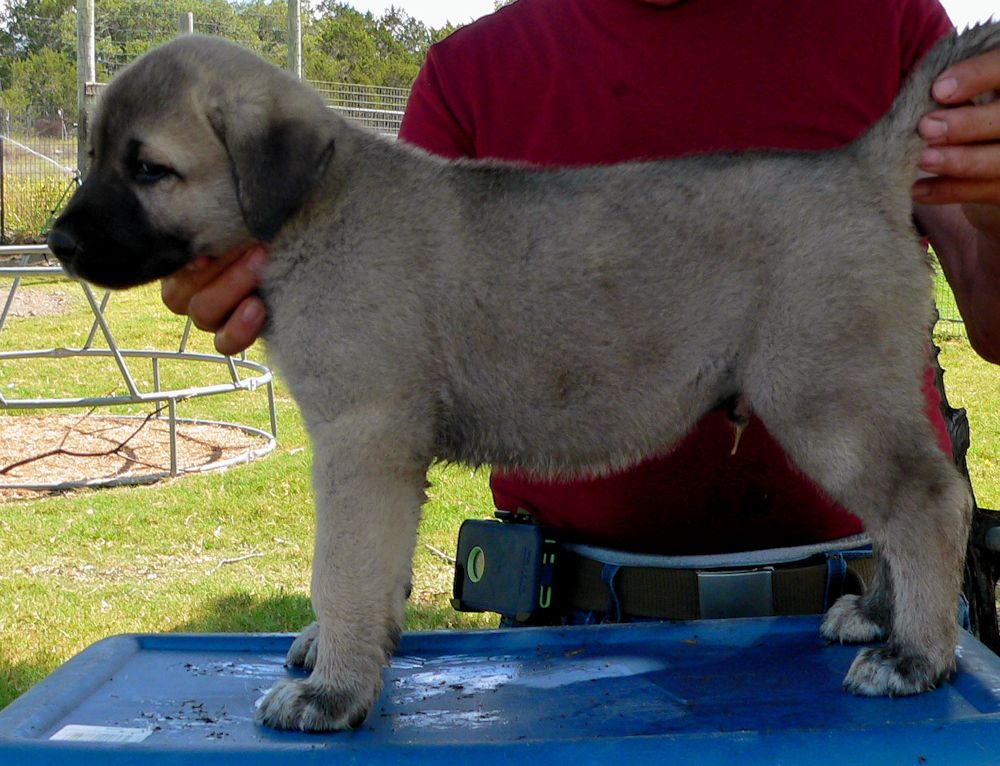 KAPTAN, Big Boy, Male Puppy 3, at Six Weeks on 9/12/2014 from Kibar/Leydi 8/1/2014 litter