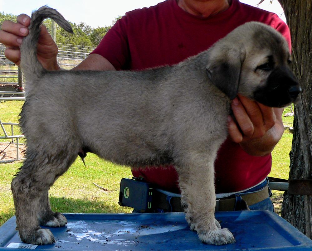 KAPTAN, Big Boy, Male Puppy 3, at Six Weeks on 9/12/2014 from Kibar/Leydi 8/1/2014 litter