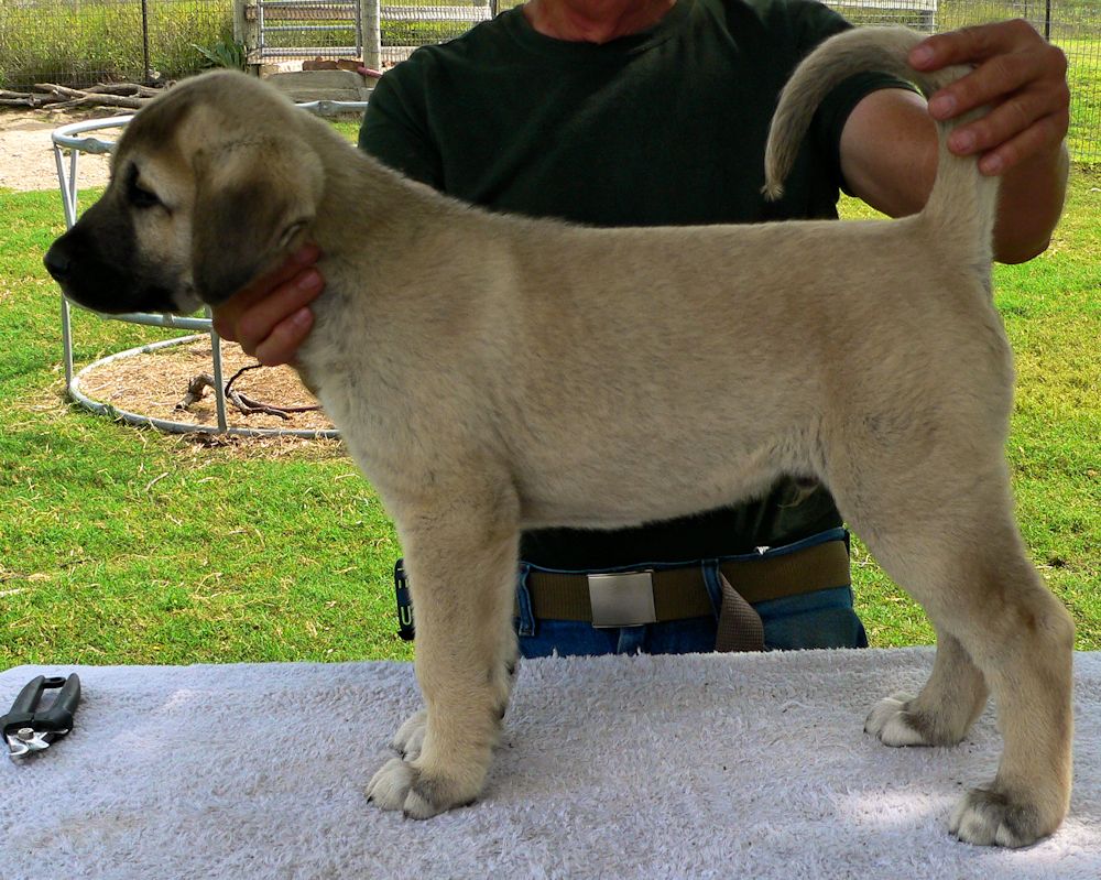 KAKPTAN, Big Boy, Male Puppy 3, at Eight Weeks on 9/26/2014 from Kibar/Leydi 8/1/2014 litter