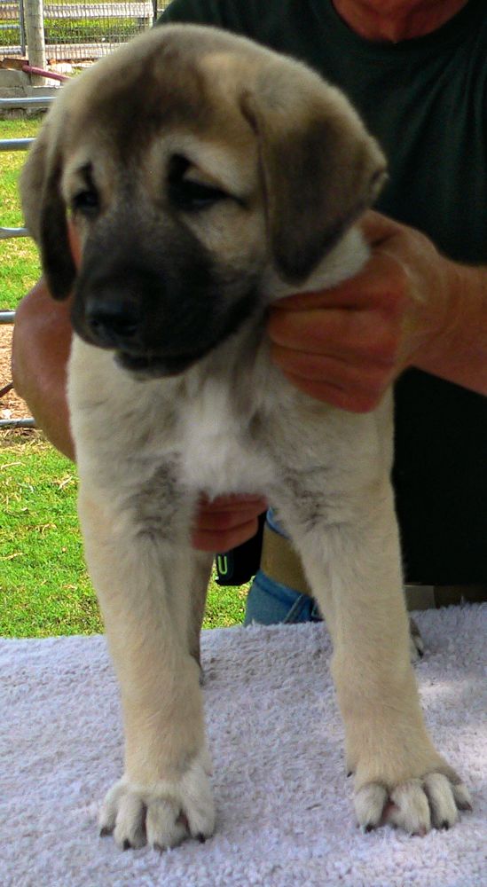 KAPTAN, Big Boy, Male Puppy 3, at Eight Weeks on 9/26/2014 from Kibar/Leydi 8/1/2014 litter